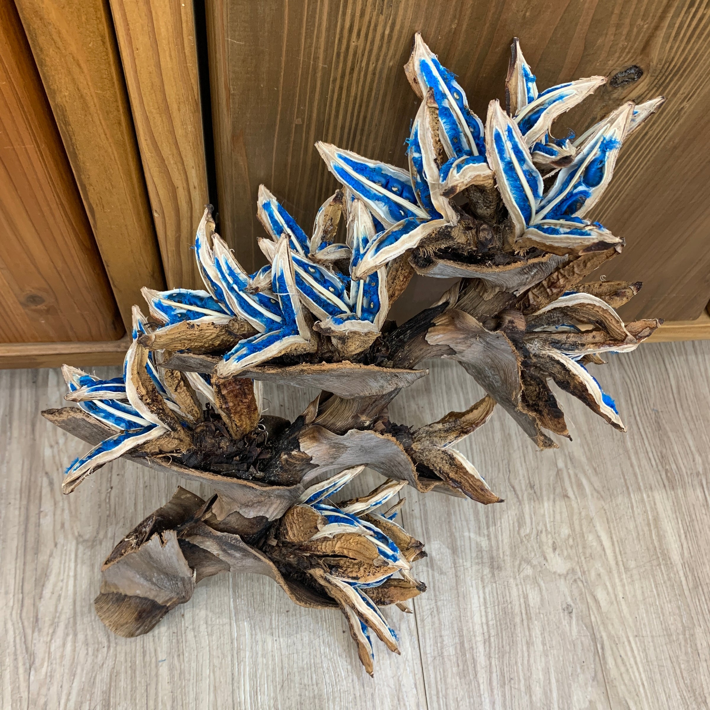 旅人の木A級品4節 tora0888旅人の木A級品4